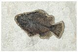 Fossil Fish (Cockerellites) - Wyoming #292340-1